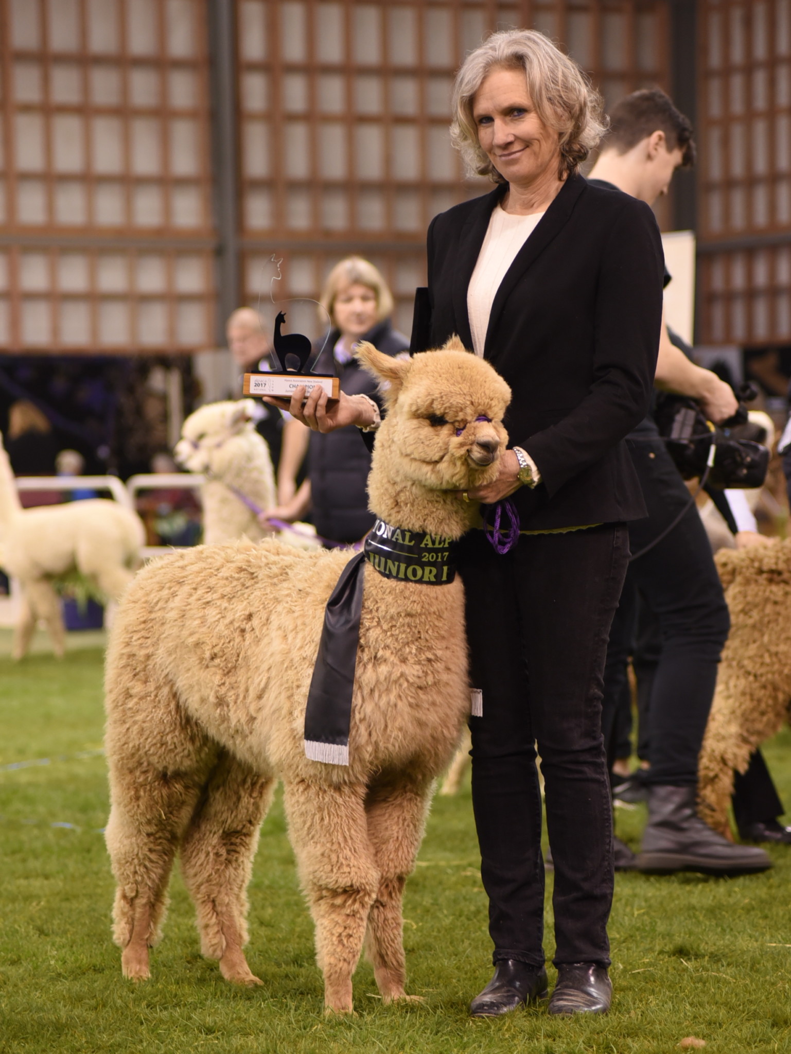 brown alpaca competition