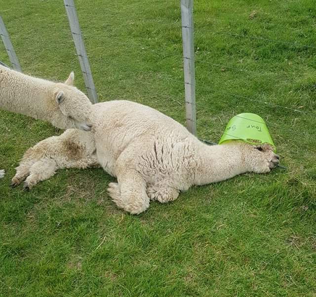 Alpaca Inferno laying down with a bucket on his head