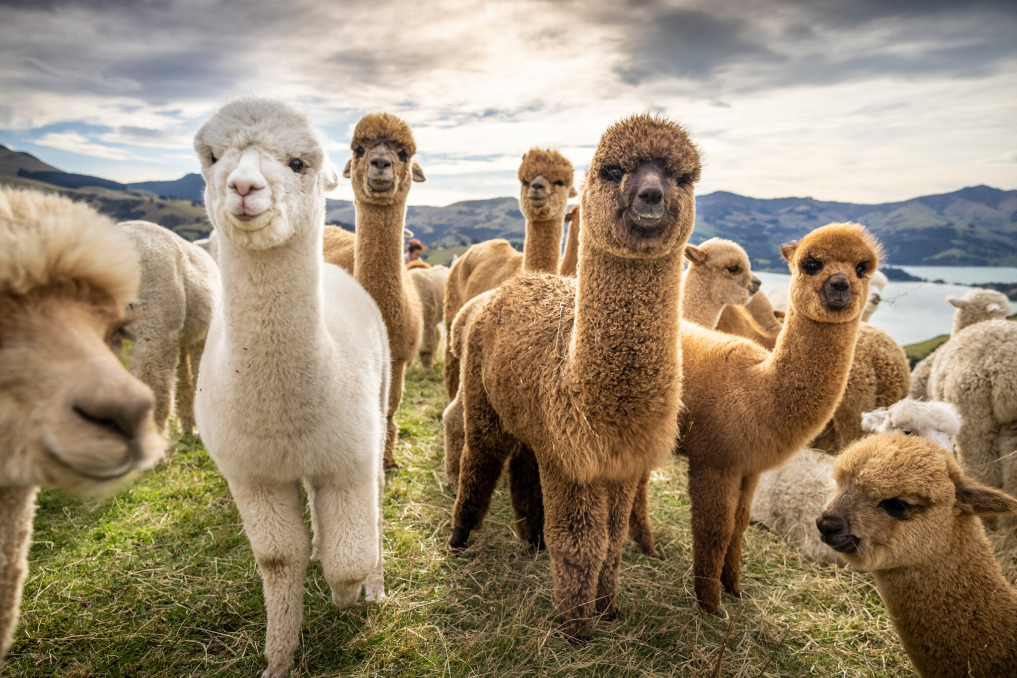 A herd of alpacas