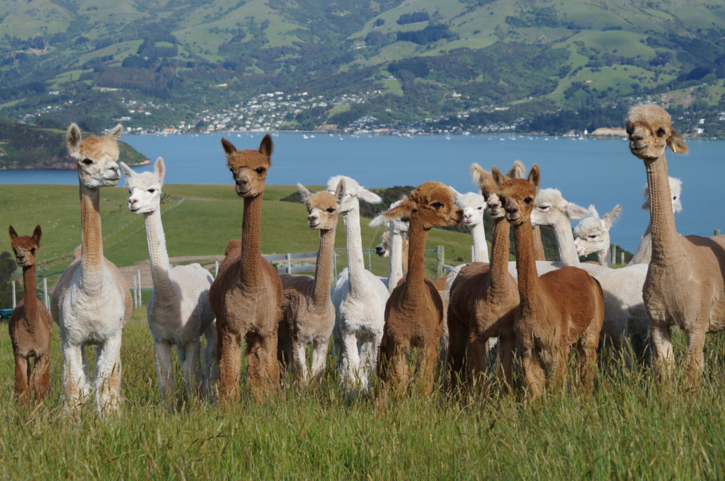 A group of newly shorn alpacas