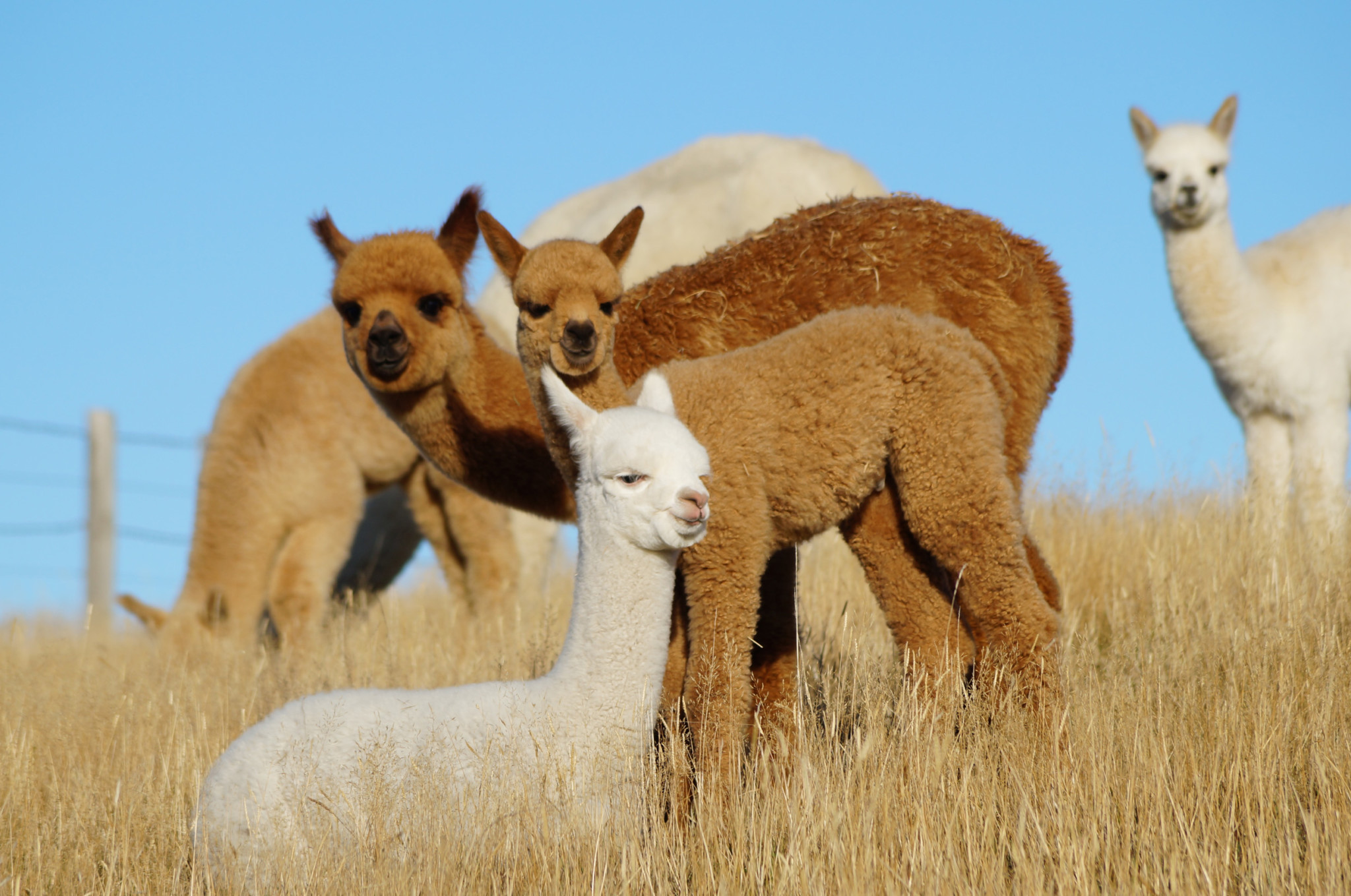 A group of small baby alpacas (cria)