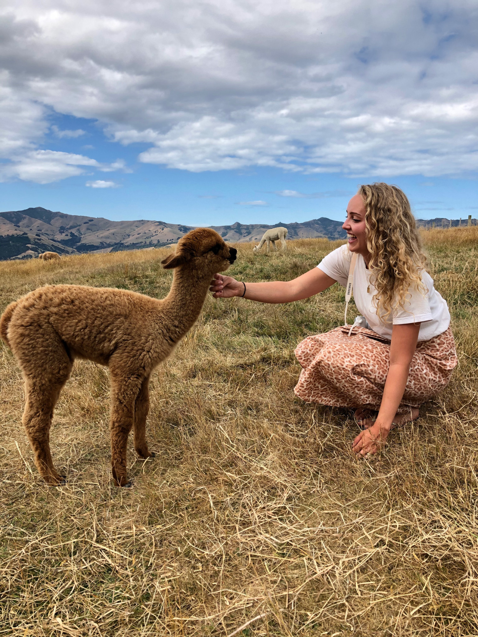 an Alpaca Farm experience