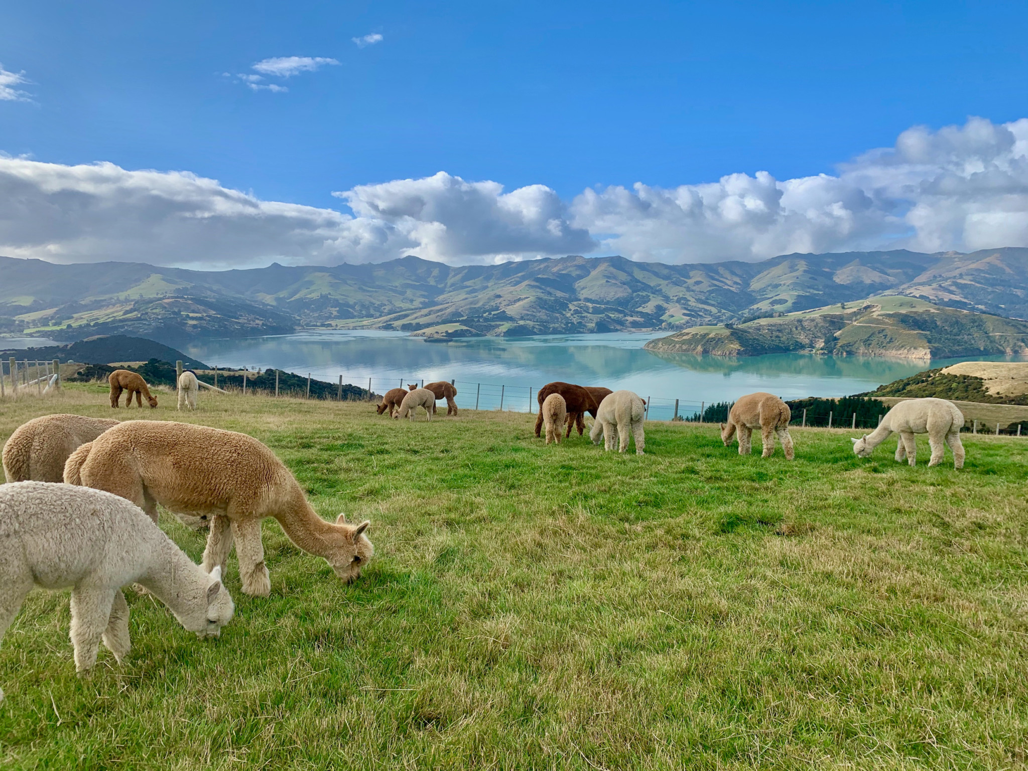 Shamarra Alpacas view over Akaroa