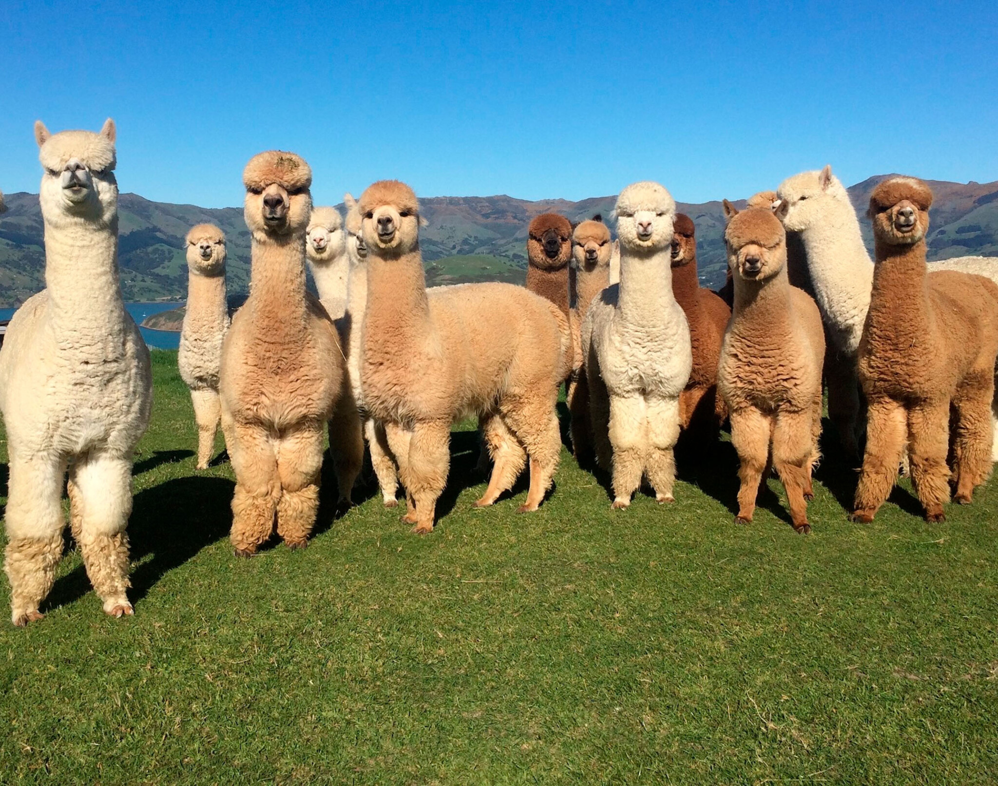 Alpaca Farm Tours – Trade Information