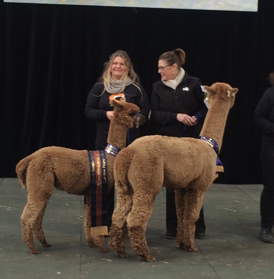 Two alpacas with sashes