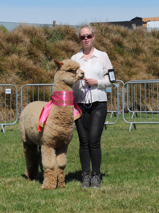Shamarra Flirt at NZ Agricultural Show