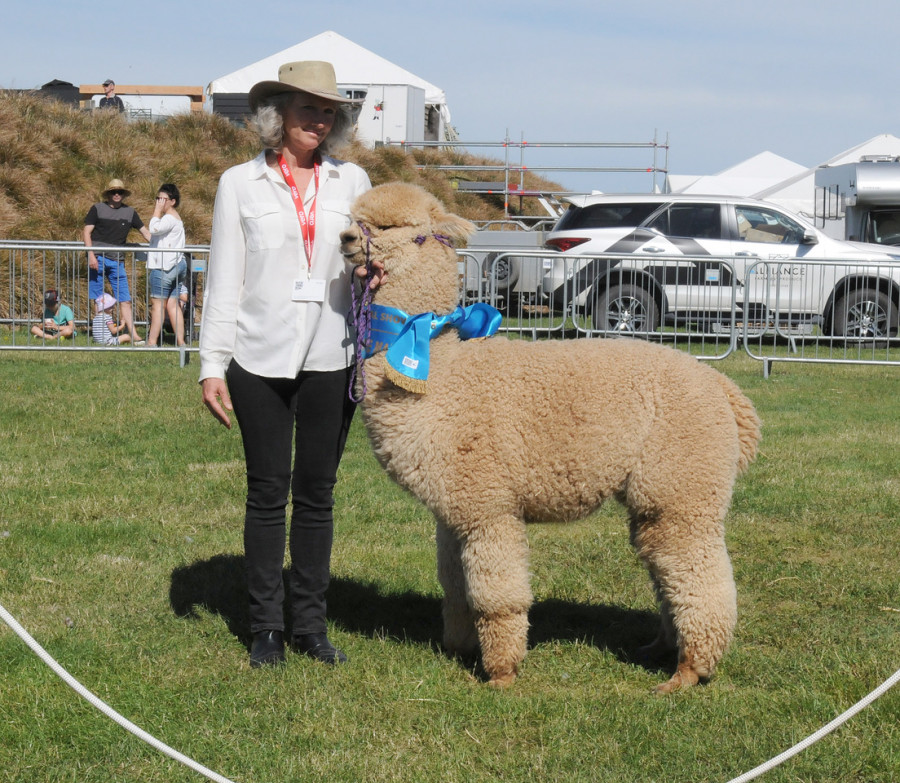 Shamarra Flirt at NZ Agricultural Show