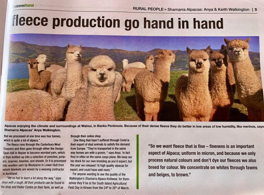 News article of alpacas