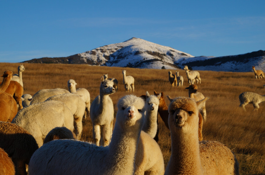 A group of alpacas standing in a dry grass field