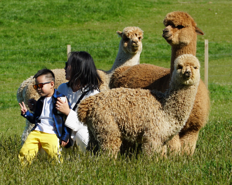 Alpacas with a mother and a small child